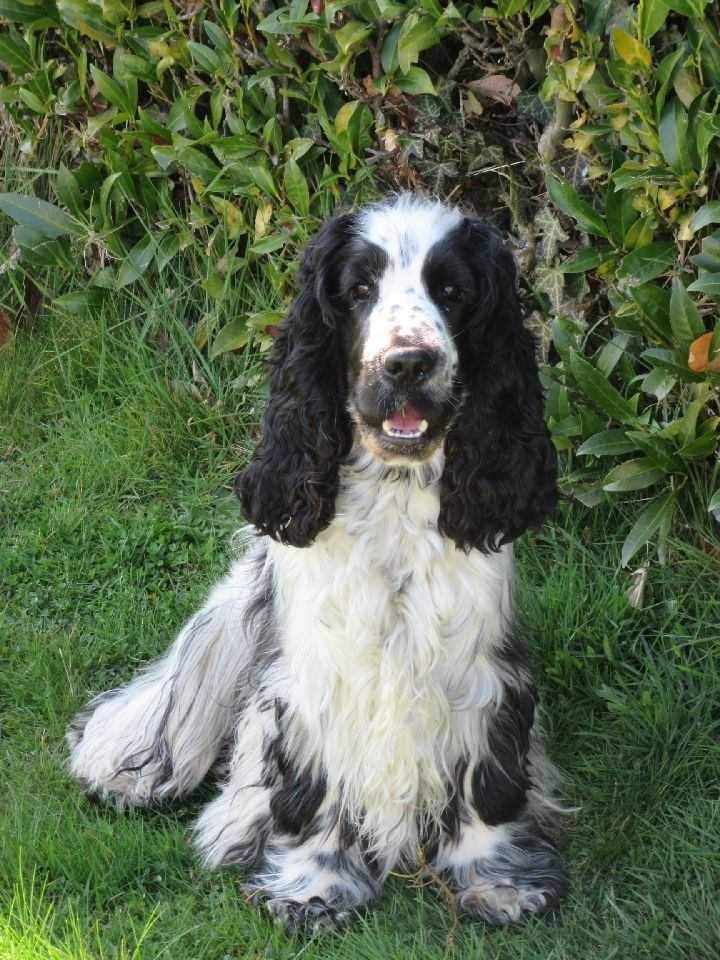 Les Cocker Spaniel Anglais de l'affixe Du Clos De La Majesty