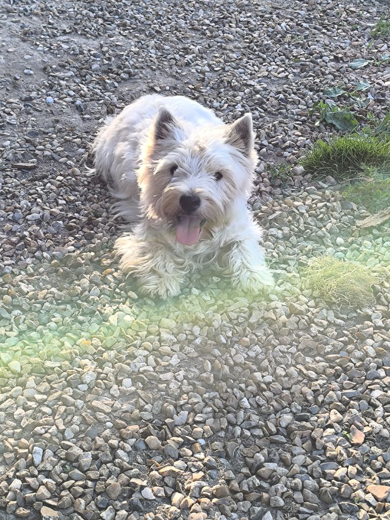 Les West Highland White Terrier de l'affixe Du Clos De La Majesty