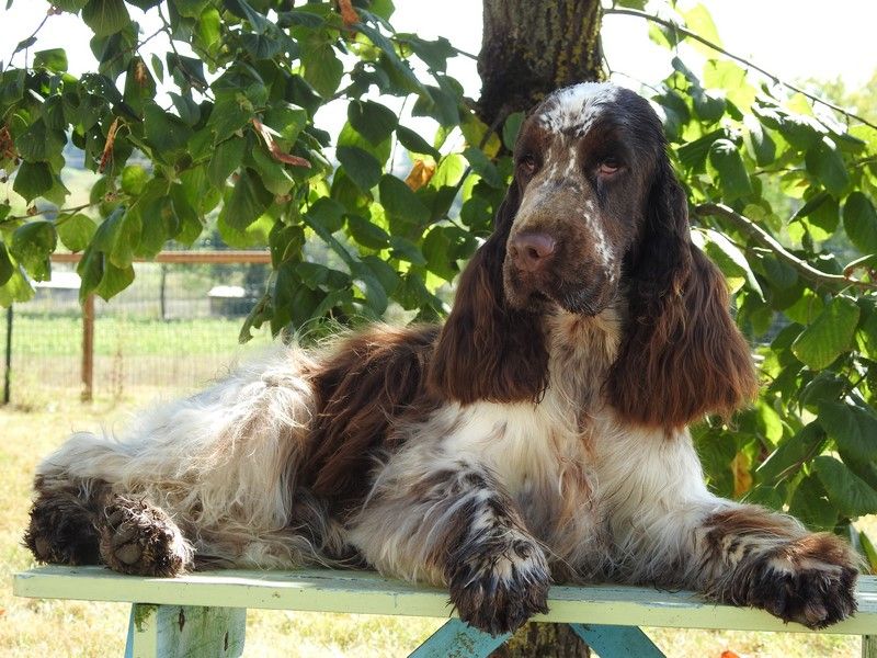 Rocco De la foret des reves bleus