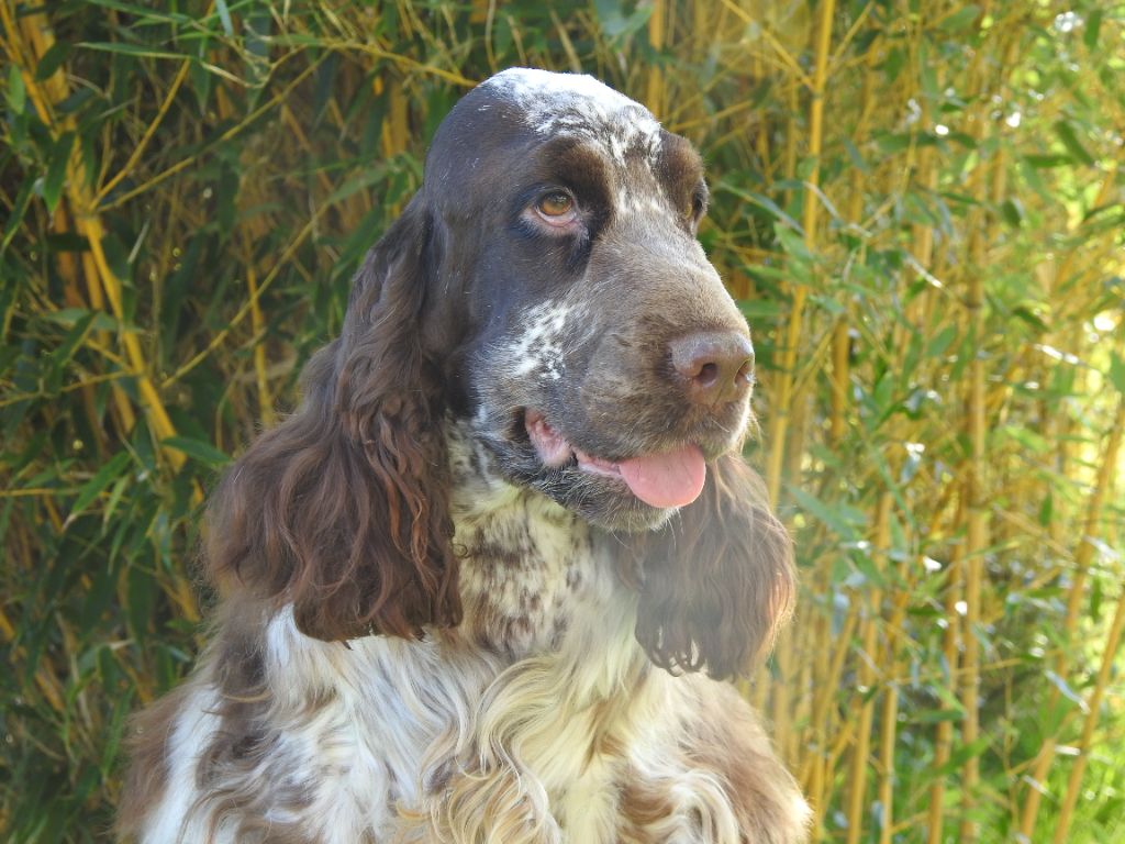 Rosie De la foret des reves bleus
