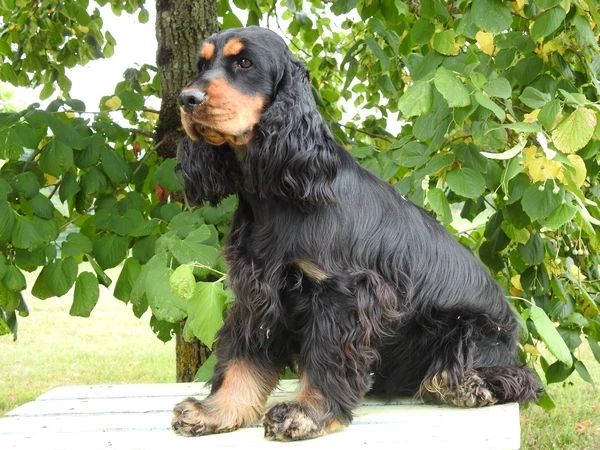 Sharlie De La Paume Doree O Jolicroc
