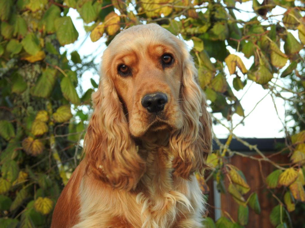 Simone (Sans Affixe)