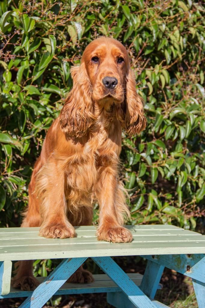 Theo des bois de la bro