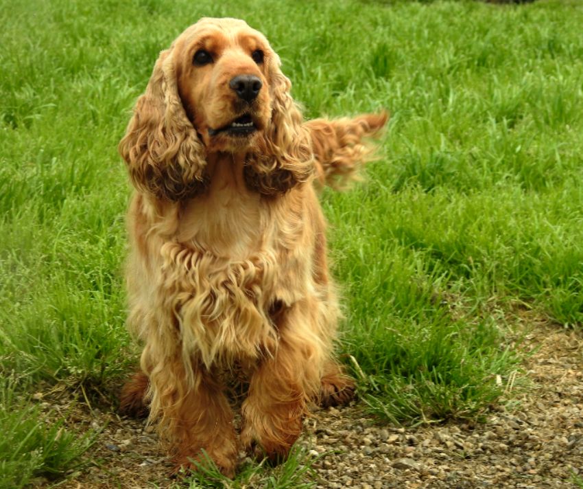 Triomphe De L'étang Au Miroir
