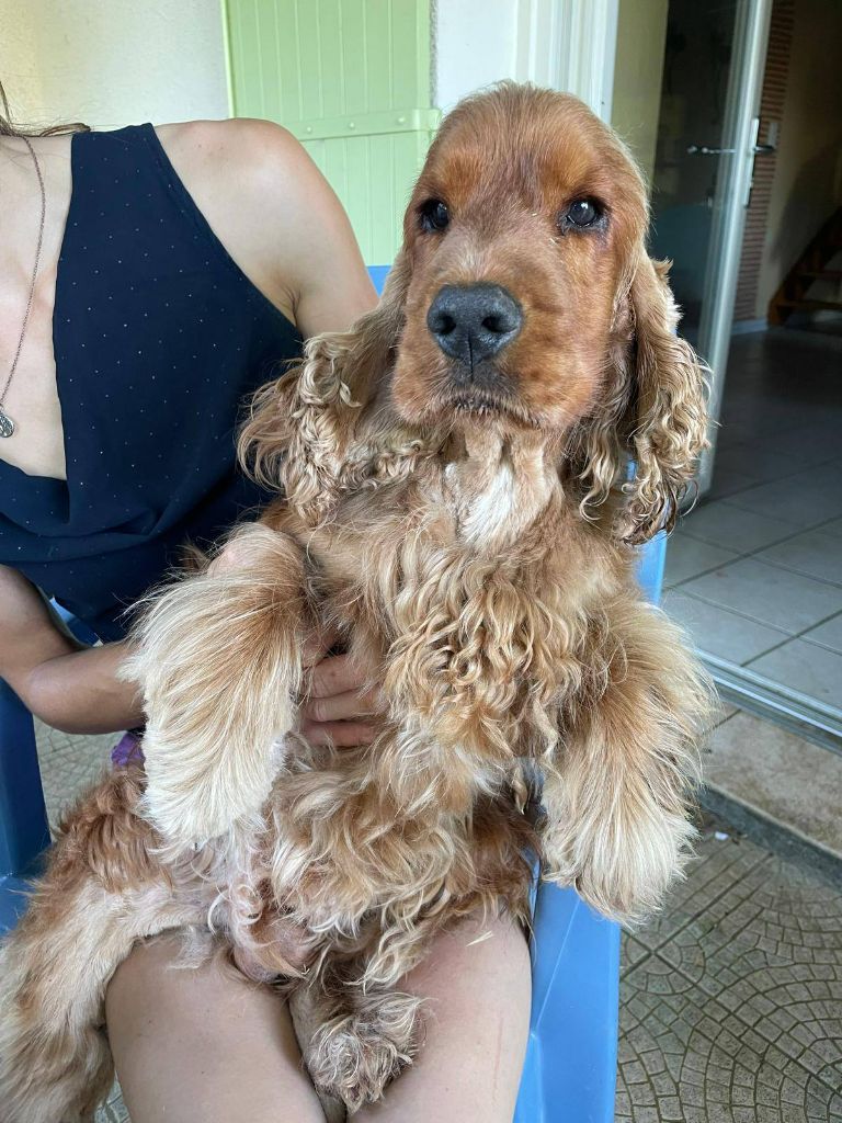 Obelyx De La Paume Doree O Jolicroc