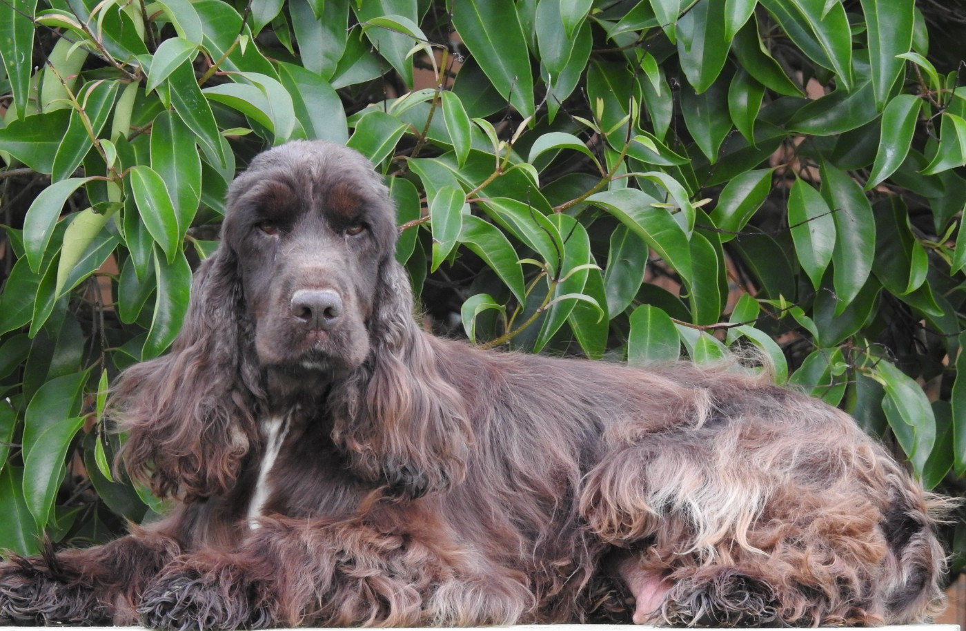 Vinyle De L'étang Au Miroir