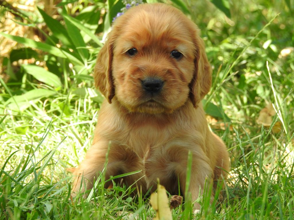 Du Clos De La Majesty - Chiots disponibles - Cocker Spaniel Anglais