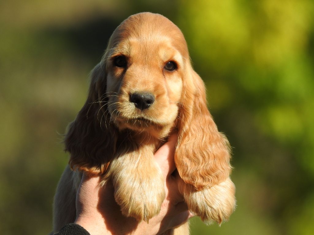 Du Clos De La Majesty - Chiots disponibles - Cocker Spaniel Anglais