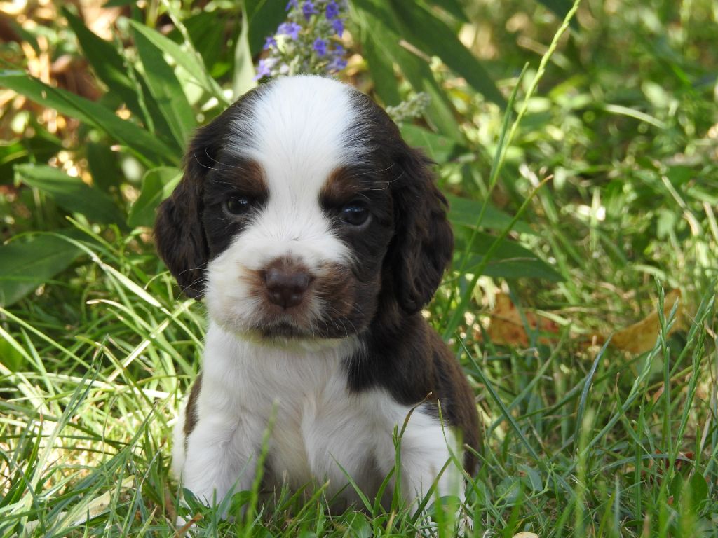 Du Clos De La Majesty - Chiots disponibles - Cocker Spaniel Anglais