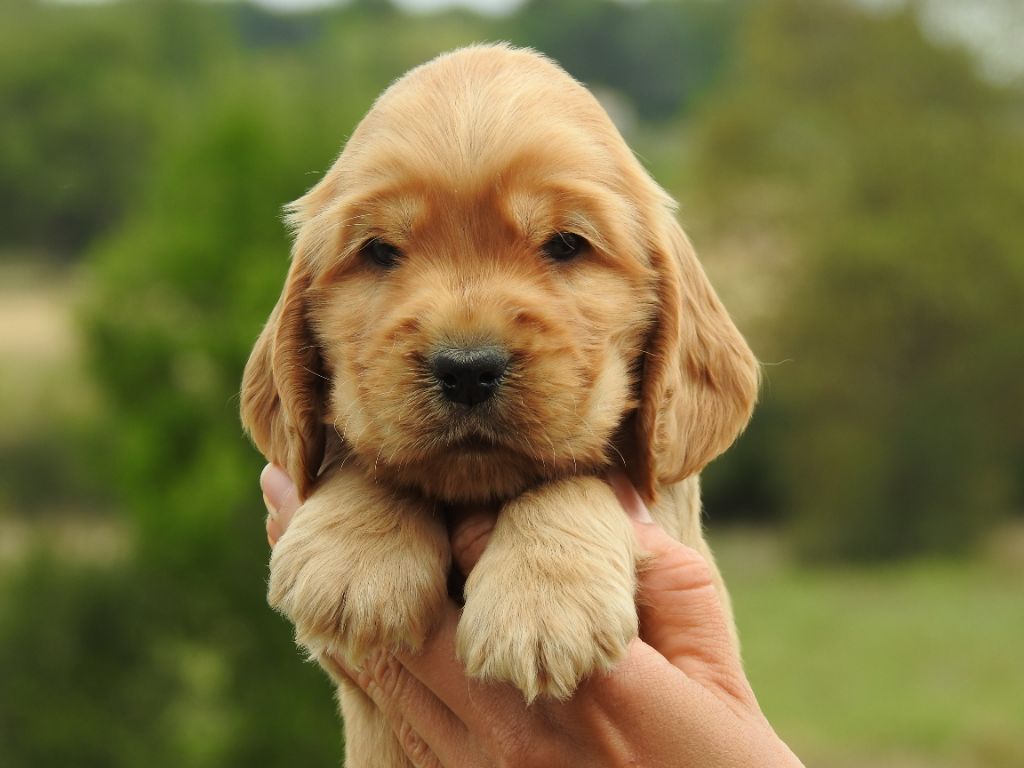 Chiot Cocker Spaniel Anglais Du Clos De La Majesty