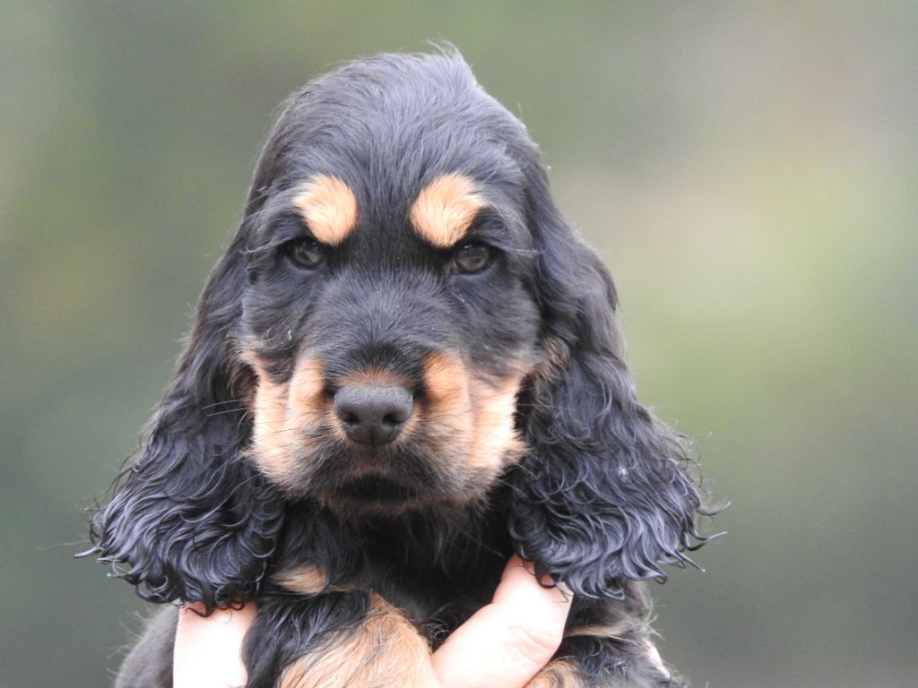 Du Clos De La Majesty - Chiots disponibles - Cocker Spaniel Anglais