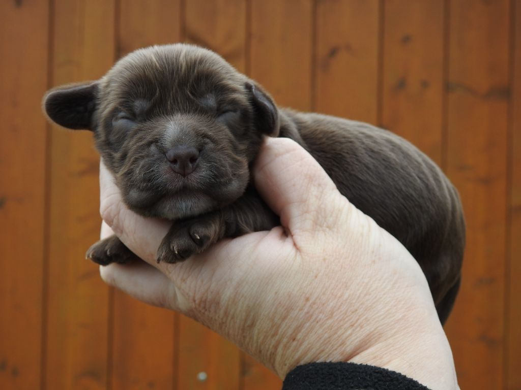Du Clos De La Majesty - Chiots disponibles - Cocker Spaniel Anglais