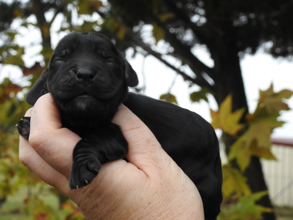 Du Clos De La Majesty - Chiots disponibles - Cocker Spaniel Anglais