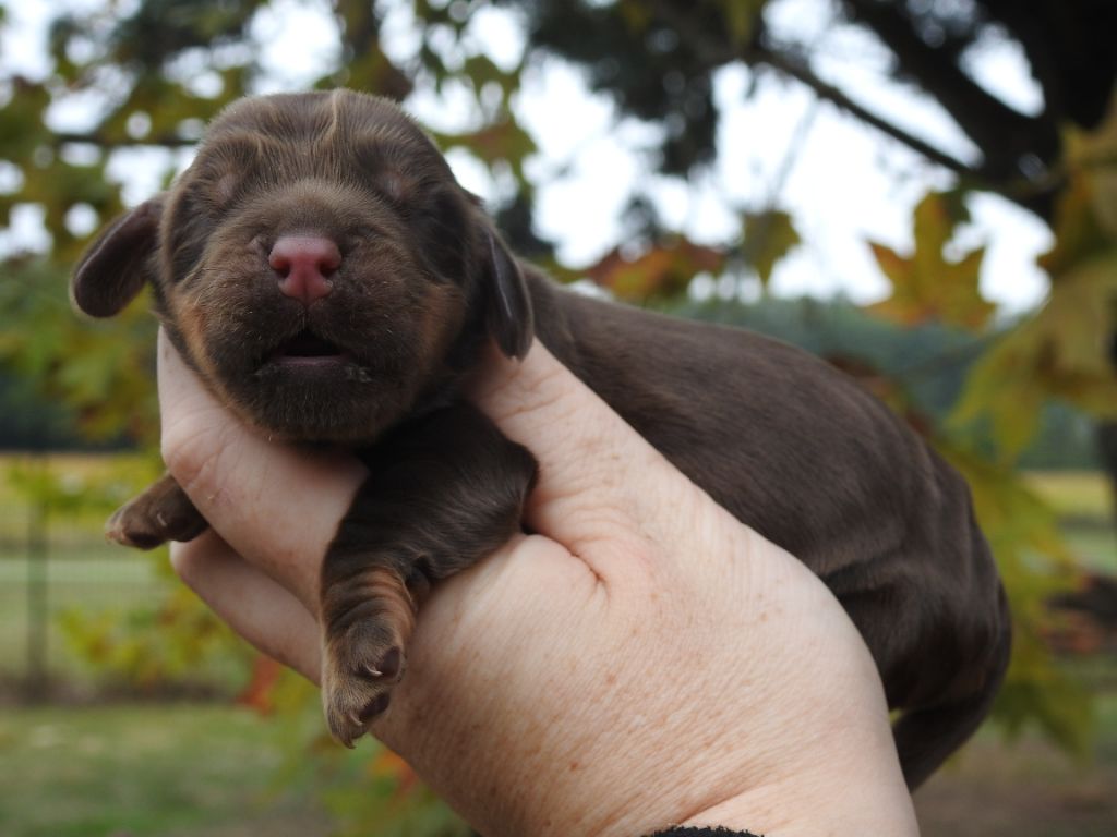 Chiot Cocker Spaniel Anglais Du Clos De La Majesty