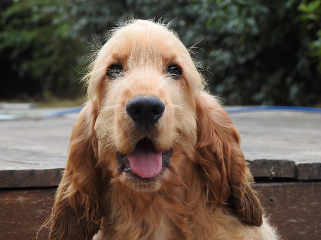 Du Clos De La Majesty - Chiots disponibles - Cocker Spaniel Anglais