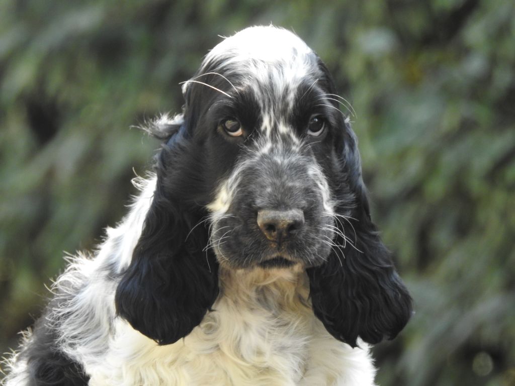 Du Clos De La Majesty - Chiots disponibles - Cocker Spaniel Anglais
