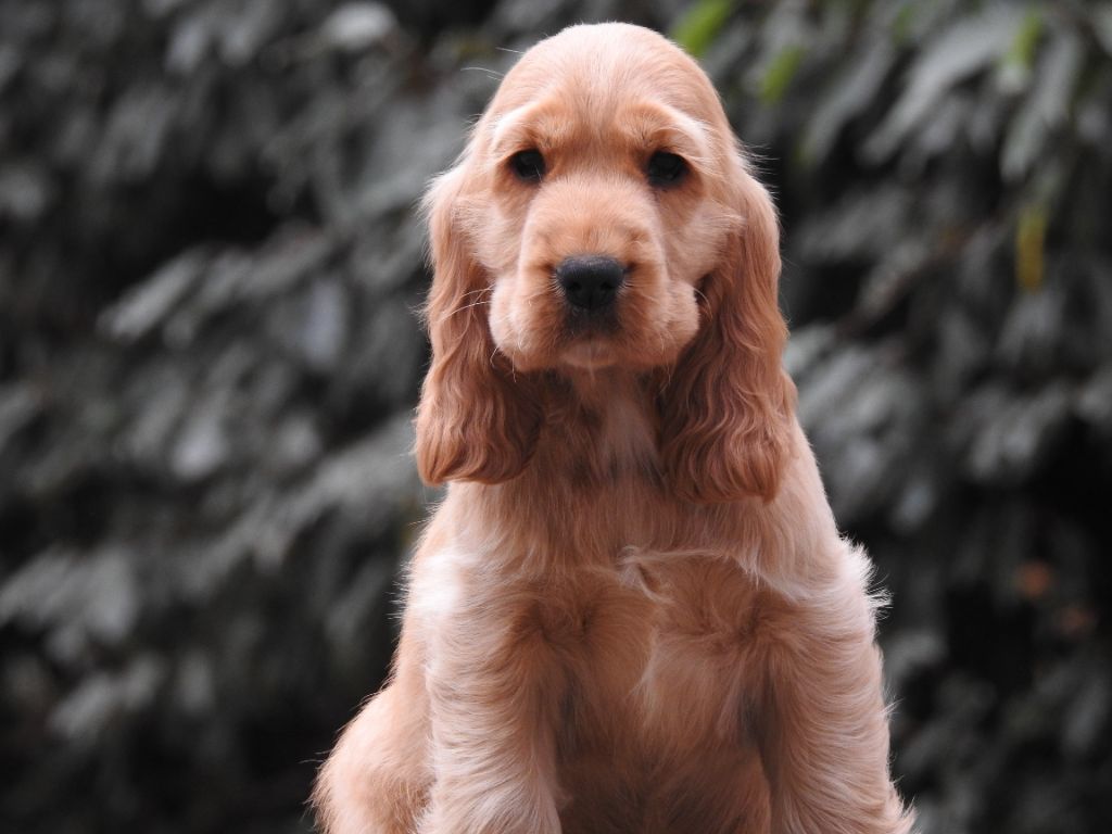 Du Clos De La Majesty - Chiots disponibles - Cocker Spaniel Anglais