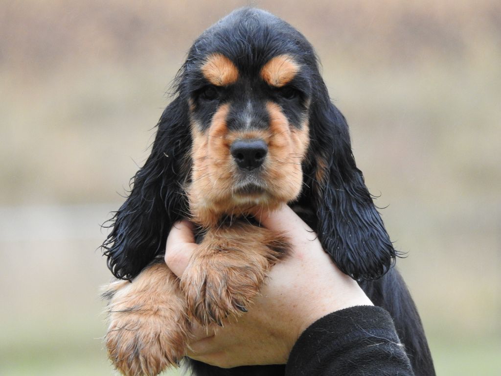 Chiot Cocker Spaniel Anglais Du Clos De La Majesty
