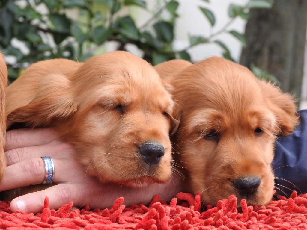 Du Clos De La Majesty - Chiots disponibles - Cocker Spaniel Anglais