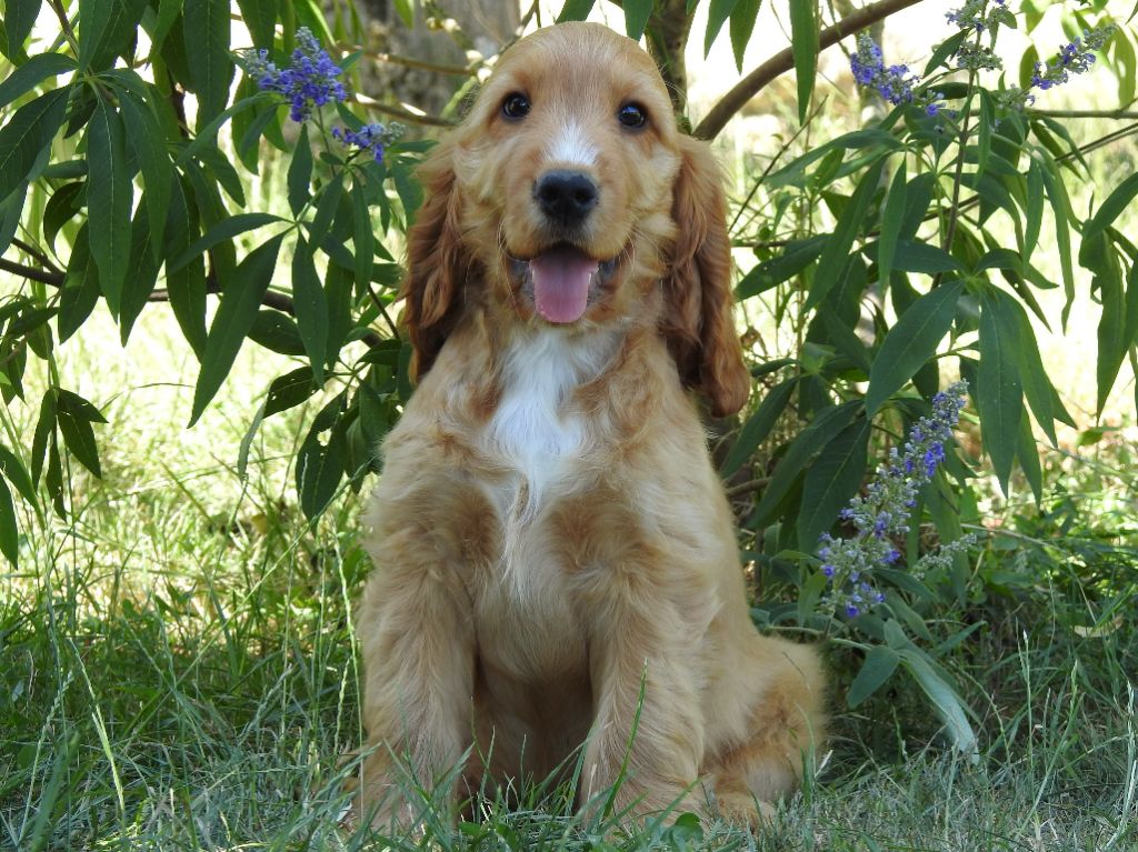 Du Clos De La Majesty - Chiots disponibles - Cocker Spaniel Anglais