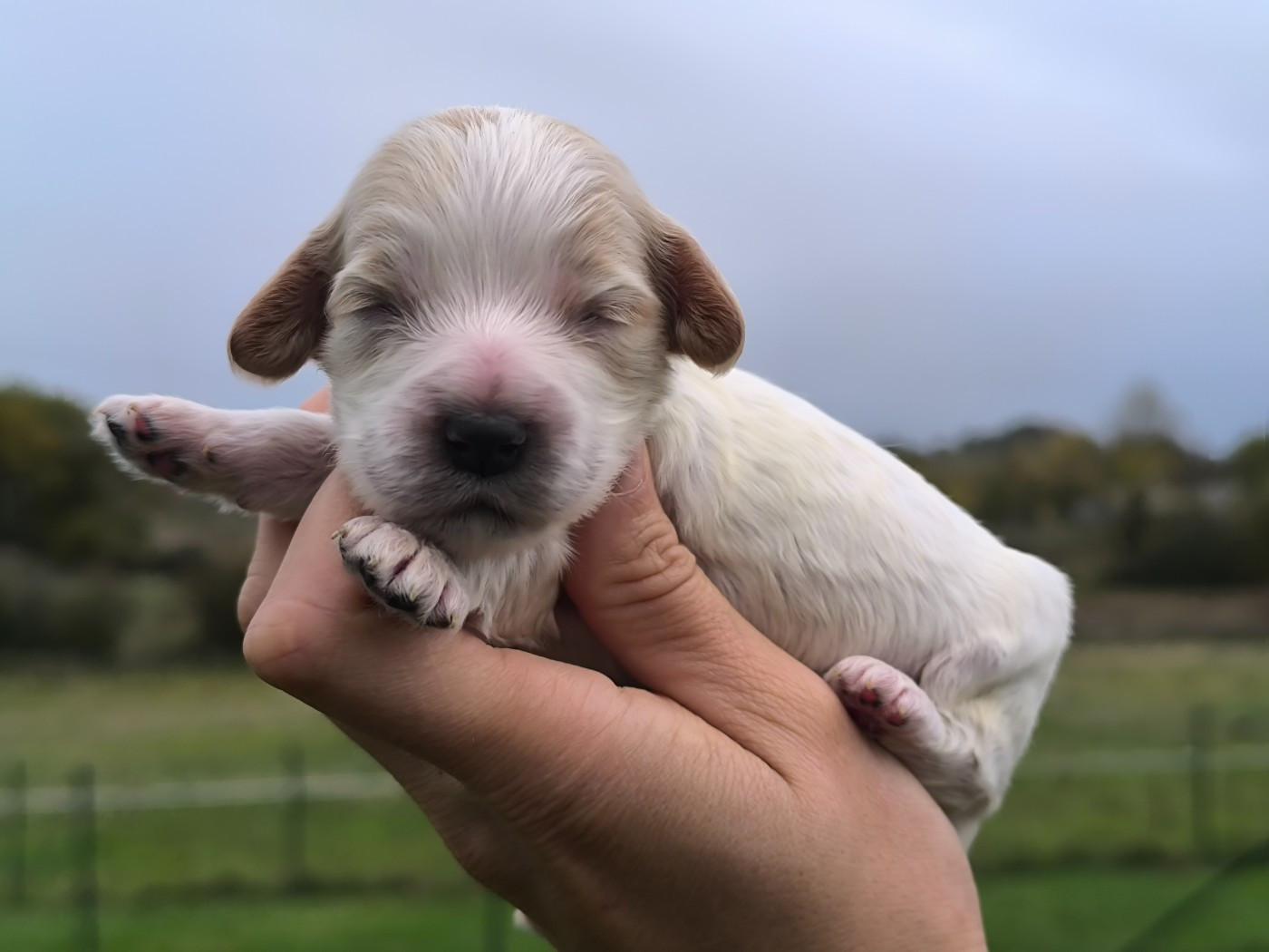 Du Clos De La Majesty - Chiots disponibles - Cocker Spaniel Anglais