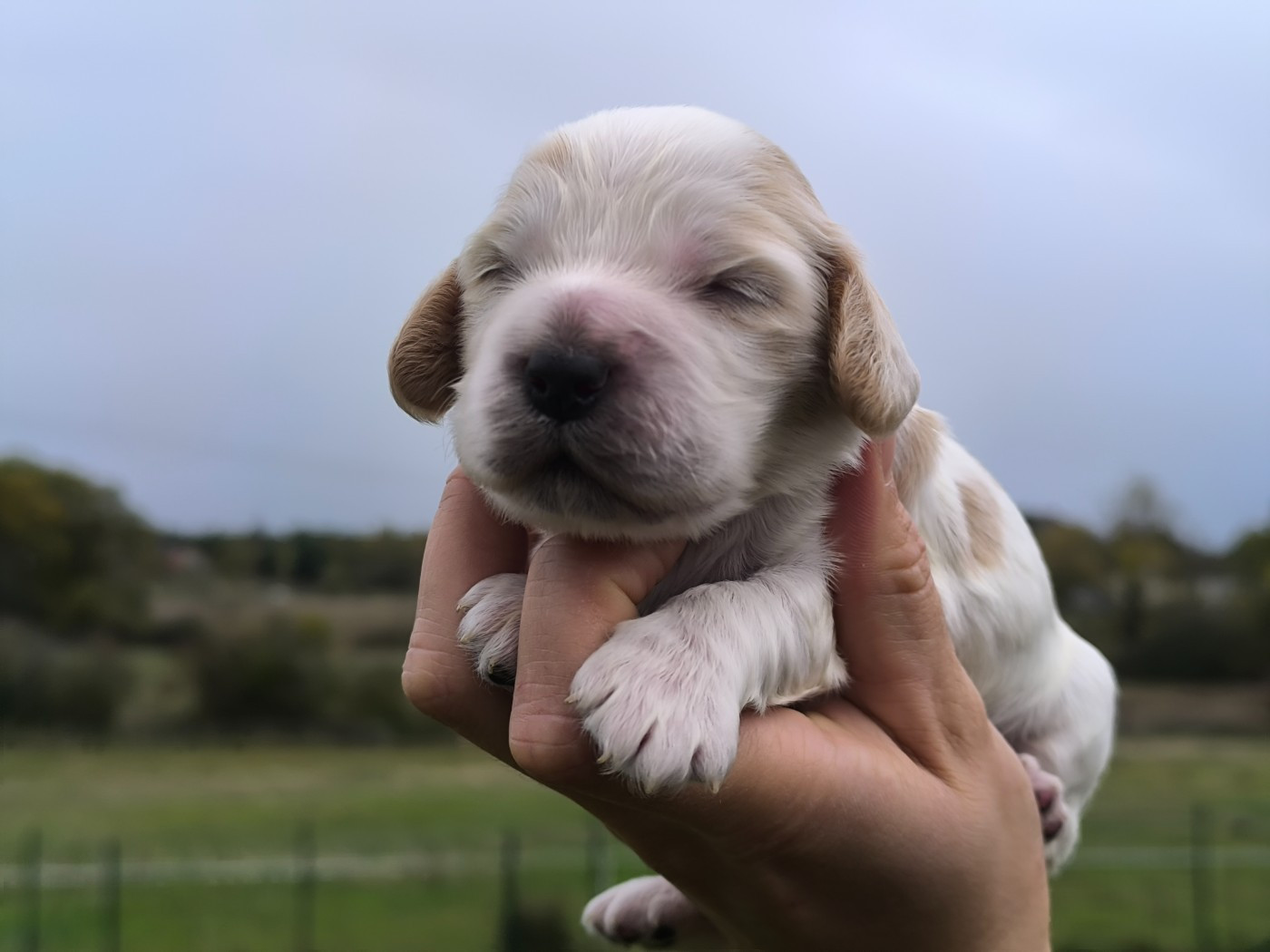 Du Clos De La Majesty - Chiots disponibles - Cocker Spaniel Anglais