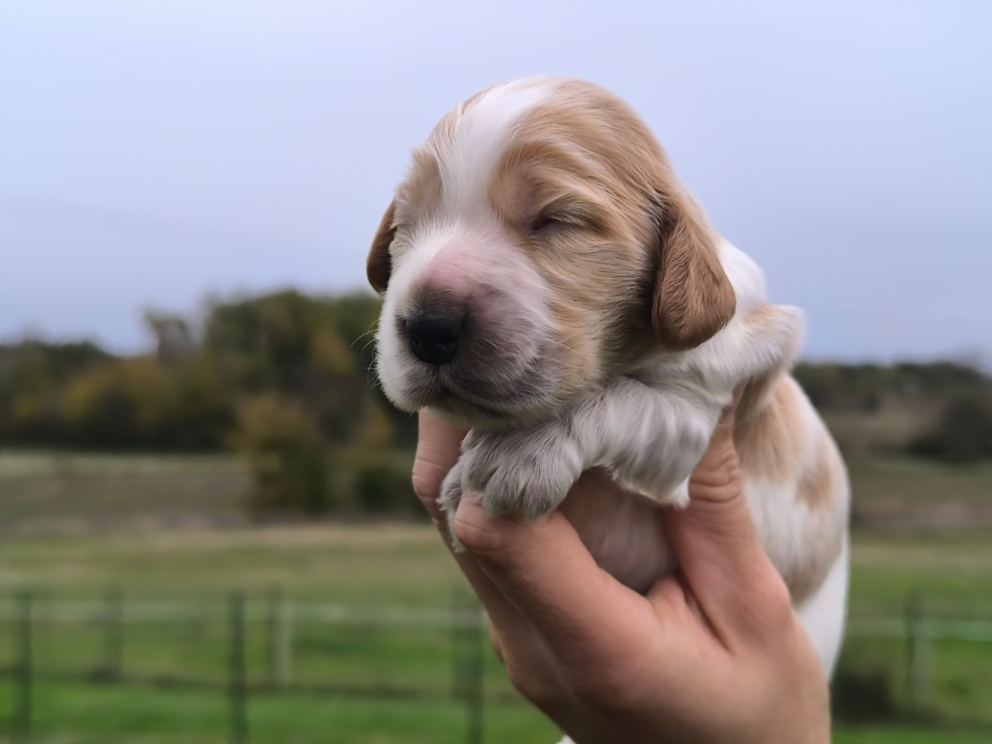Du Clos De La Majesty - Chiots disponibles - Cocker Spaniel Anglais