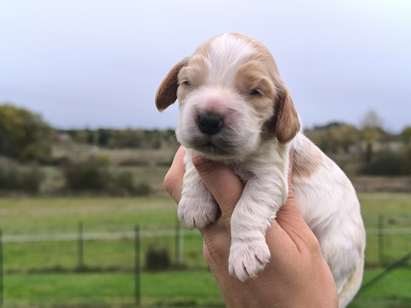 Du Clos De La Majesty - Chiots disponibles - Cocker Spaniel Anglais