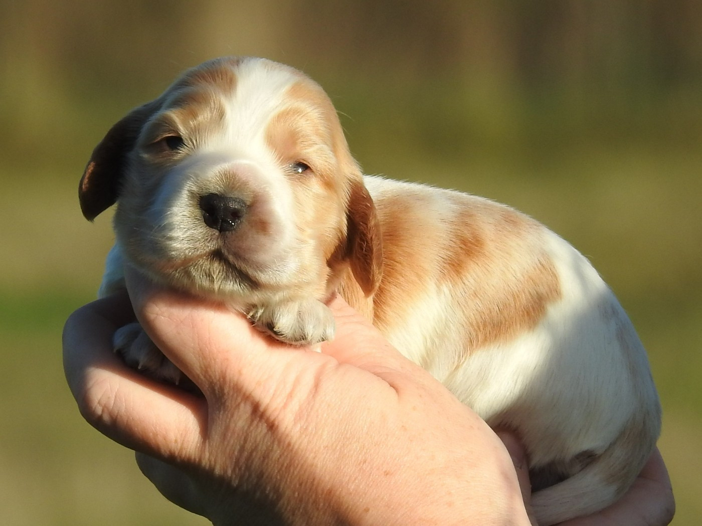 femelle blanc et orange
