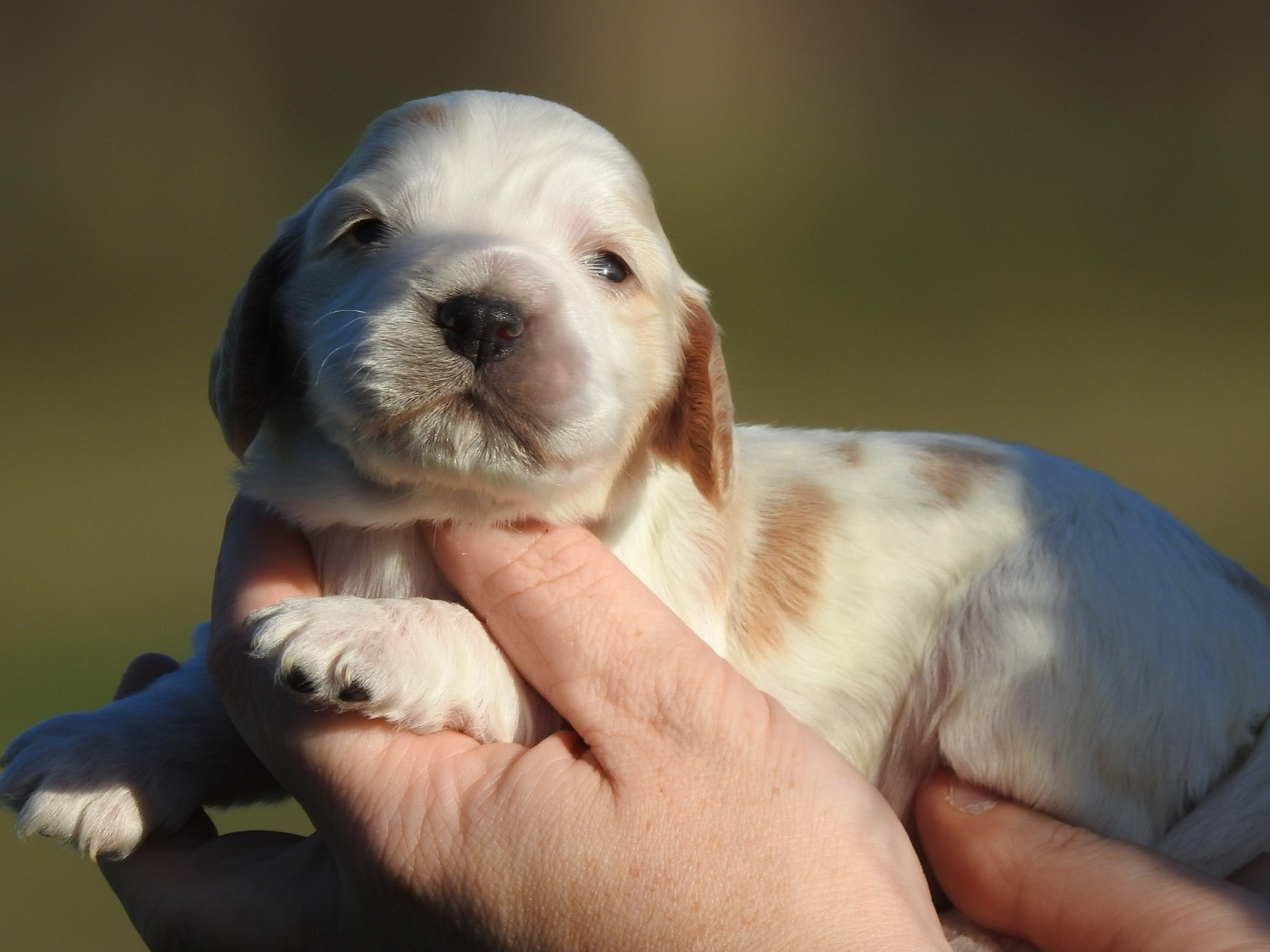 femelle blanc et orange