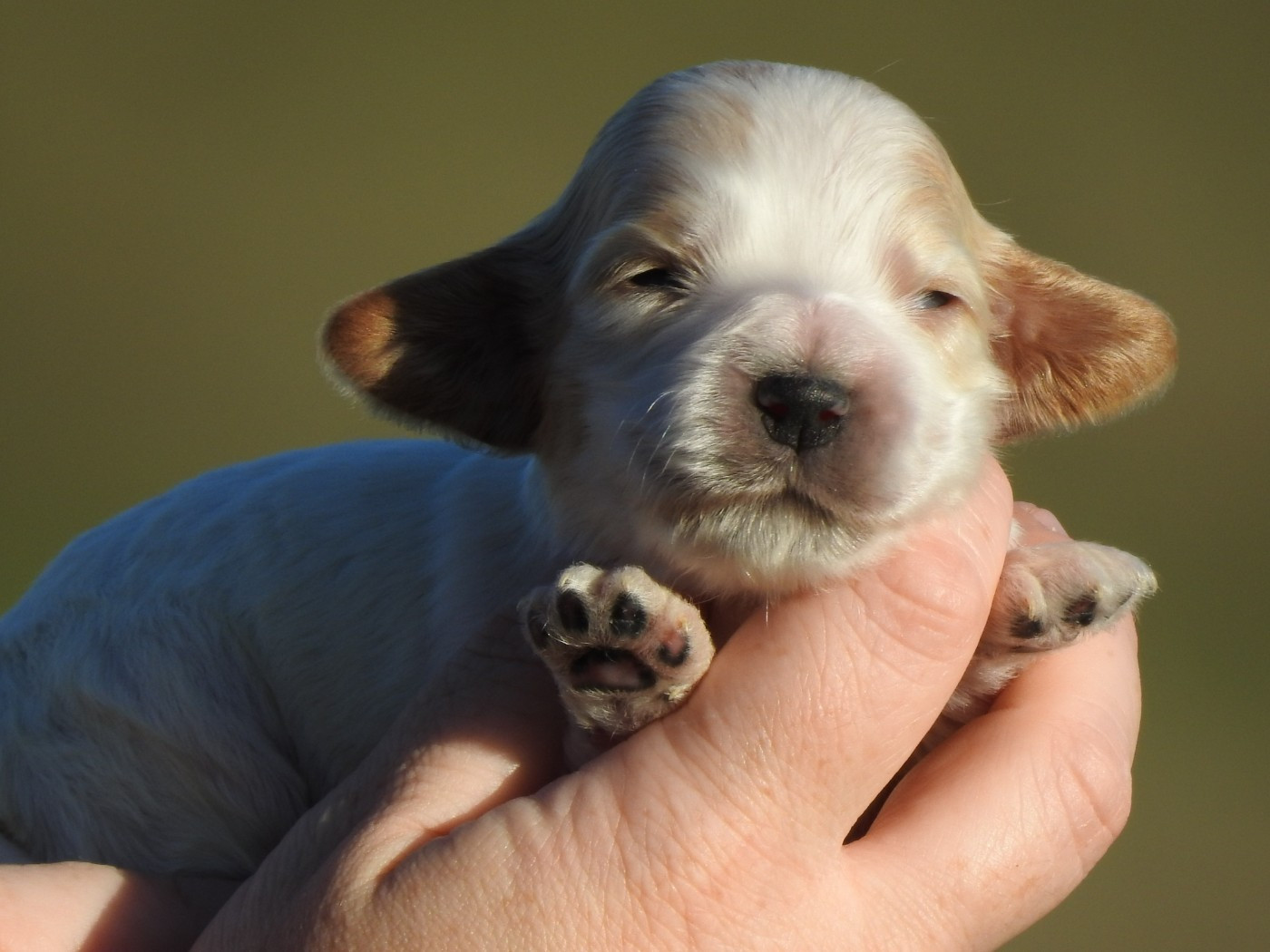 femelle blanc et orange