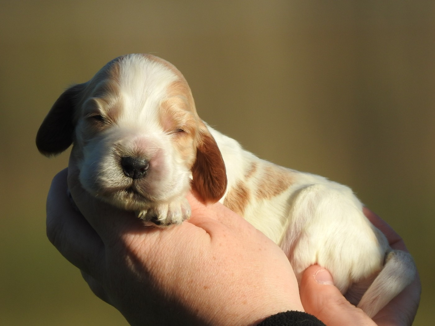 Chiot Cocker Spaniel Anglais Du Clos De La Majesty