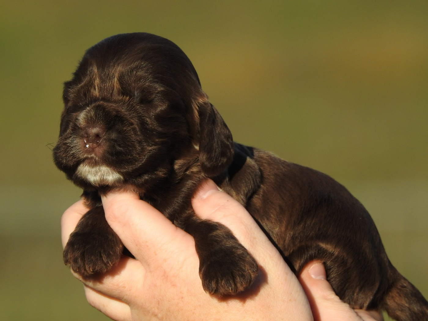 Du Clos De La Majesty - Chiots disponibles - Cocker Spaniel Anglais