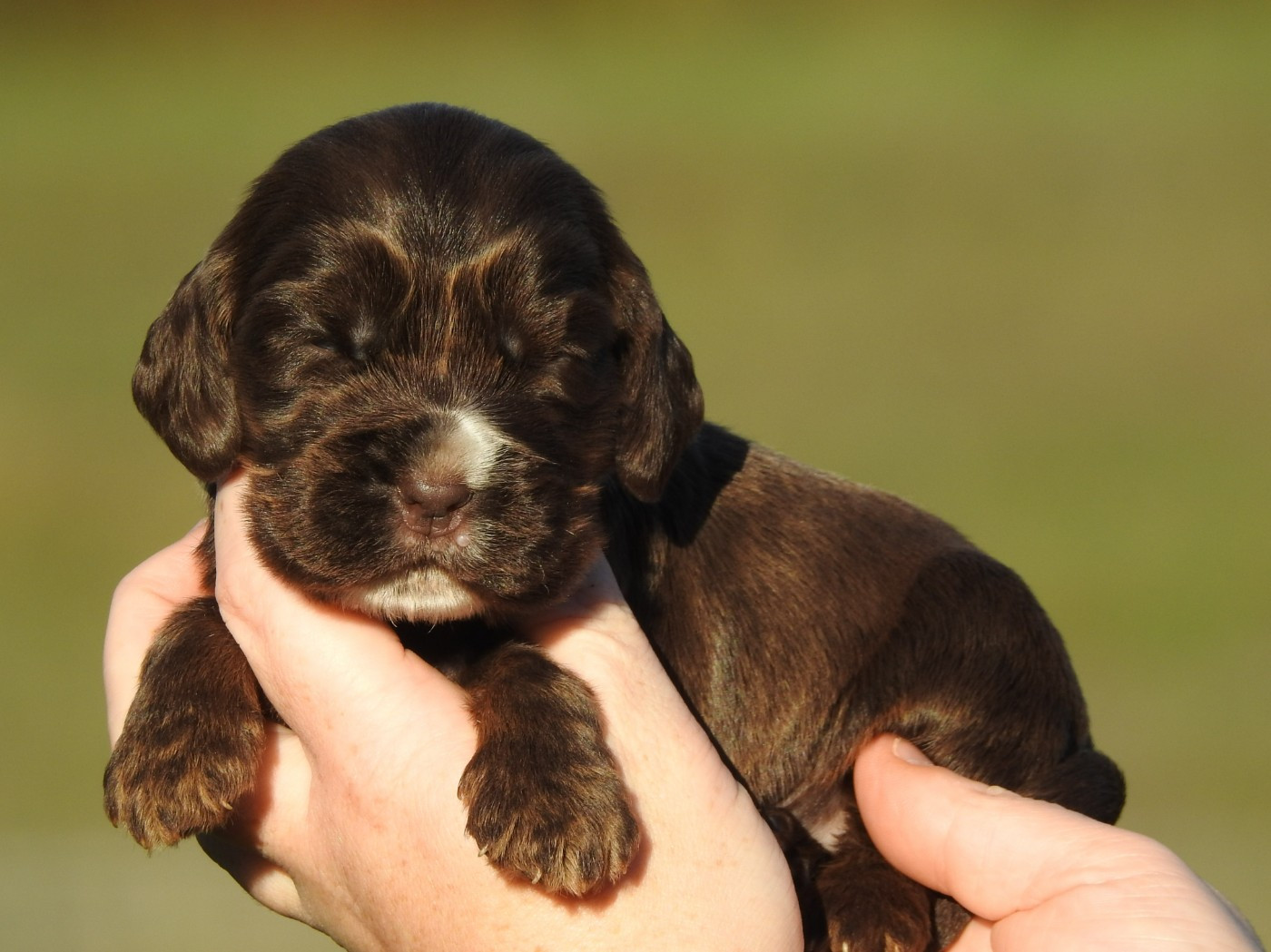 Du Clos De La Majesty - Cocker Spaniel Anglais - Portée née le 15/10/2025