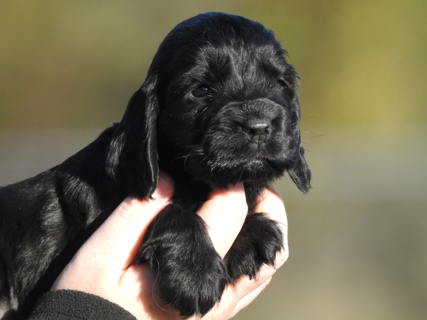 Du Clos De La Majesty - Chiots disponibles - Cocker Spaniel Anglais