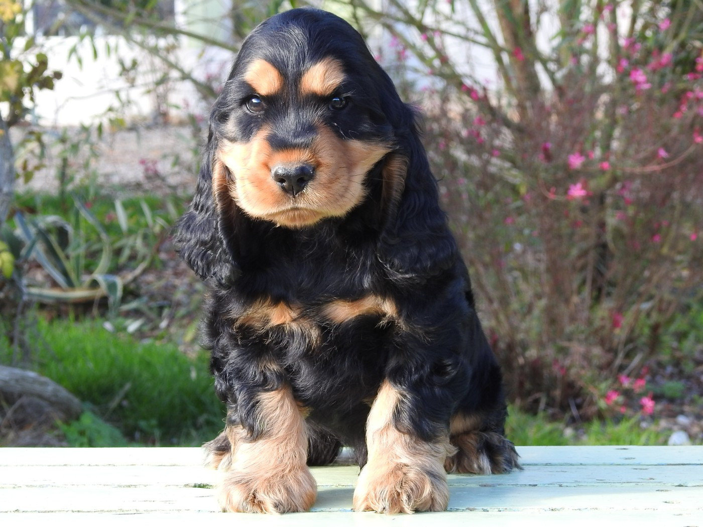 Du Clos De La Majesty - Chiots disponibles - Cocker Spaniel Anglais