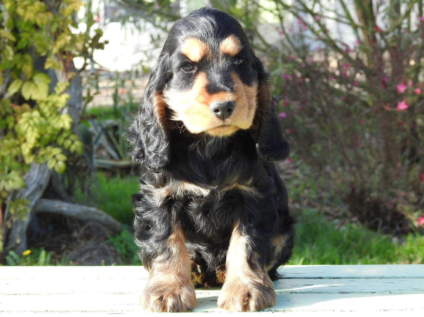 Du Clos De La Majesty - Chiots disponibles - Cocker Spaniel Anglais