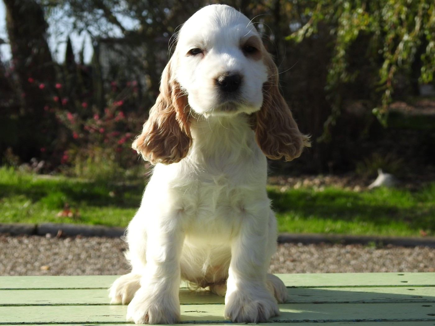 Du Clos De La Majesty - Cocker Spaniel Anglais - Portée née le 28/08/2025