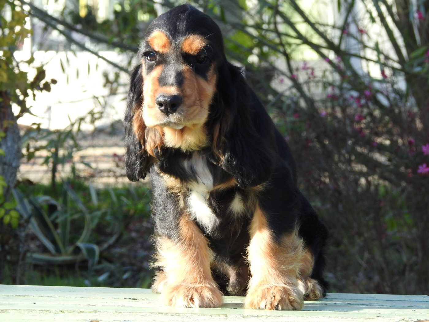 Du Clos De La Majesty - Chiots disponibles - Cocker Spaniel Anglais