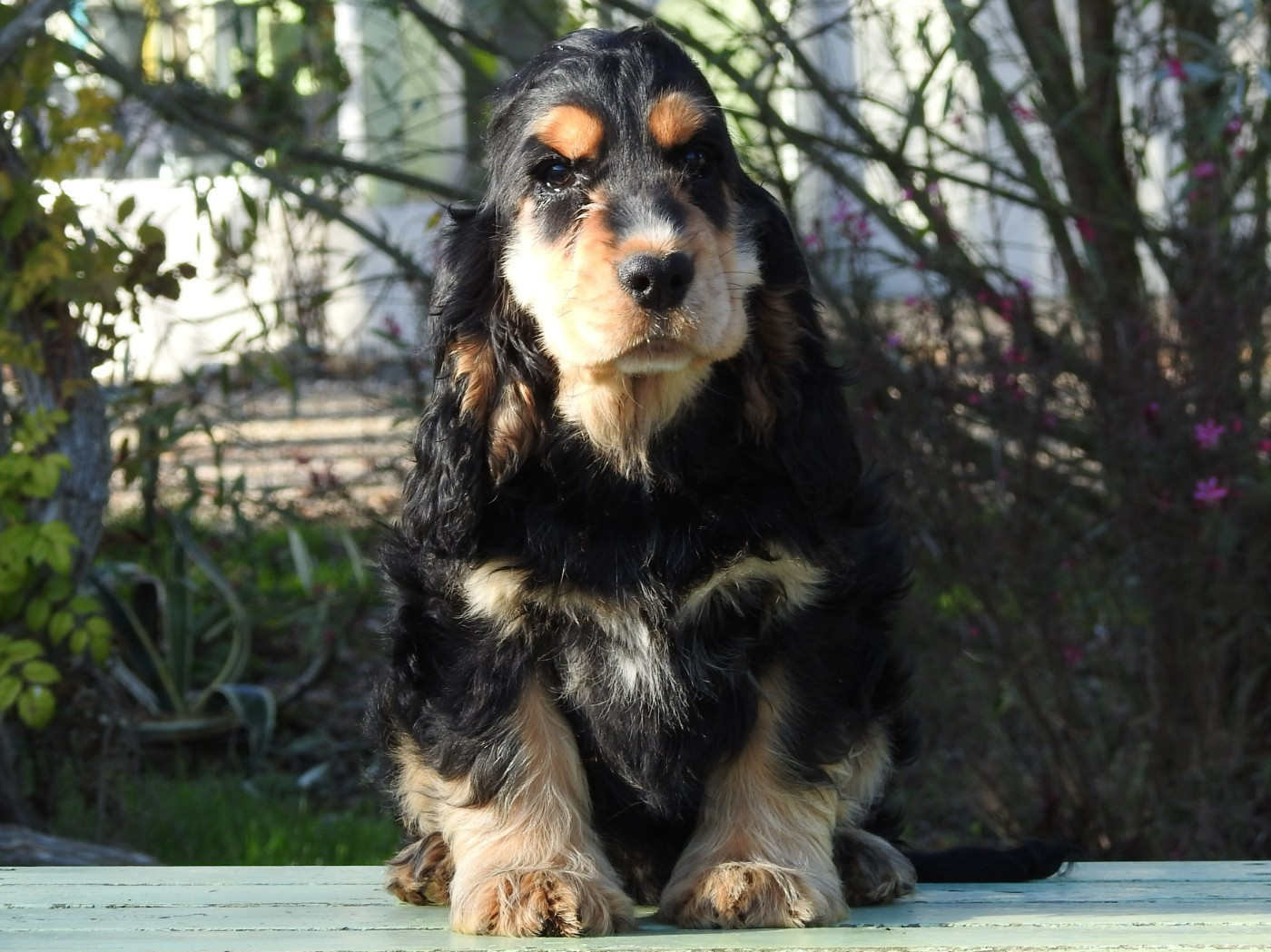 Du Clos De La Majesty - Chiots disponibles - Cocker Spaniel Anglais