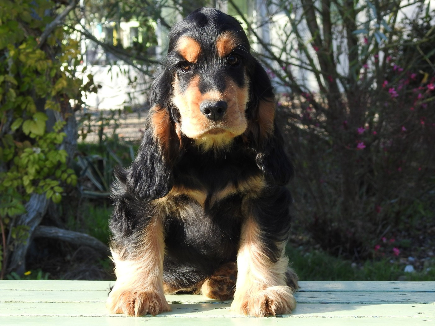 Du Clos De La Majesty - Chiots disponibles - Cocker Spaniel Anglais
