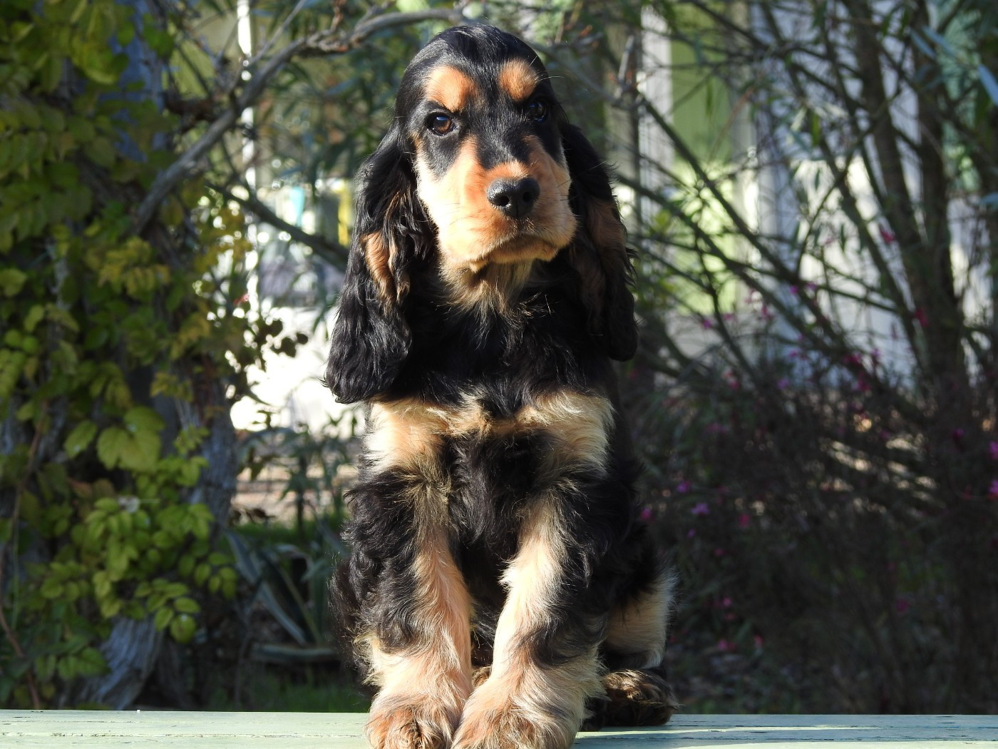 Du Clos De La Majesty - Chiots disponibles - Cocker Spaniel Anglais
