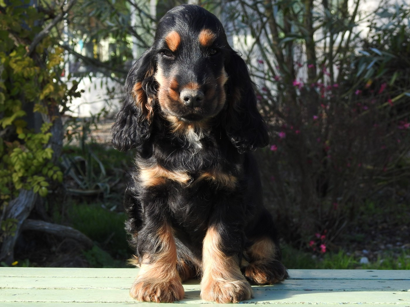 Du Clos De La Majesty - Chiots disponibles - Cocker Spaniel Anglais