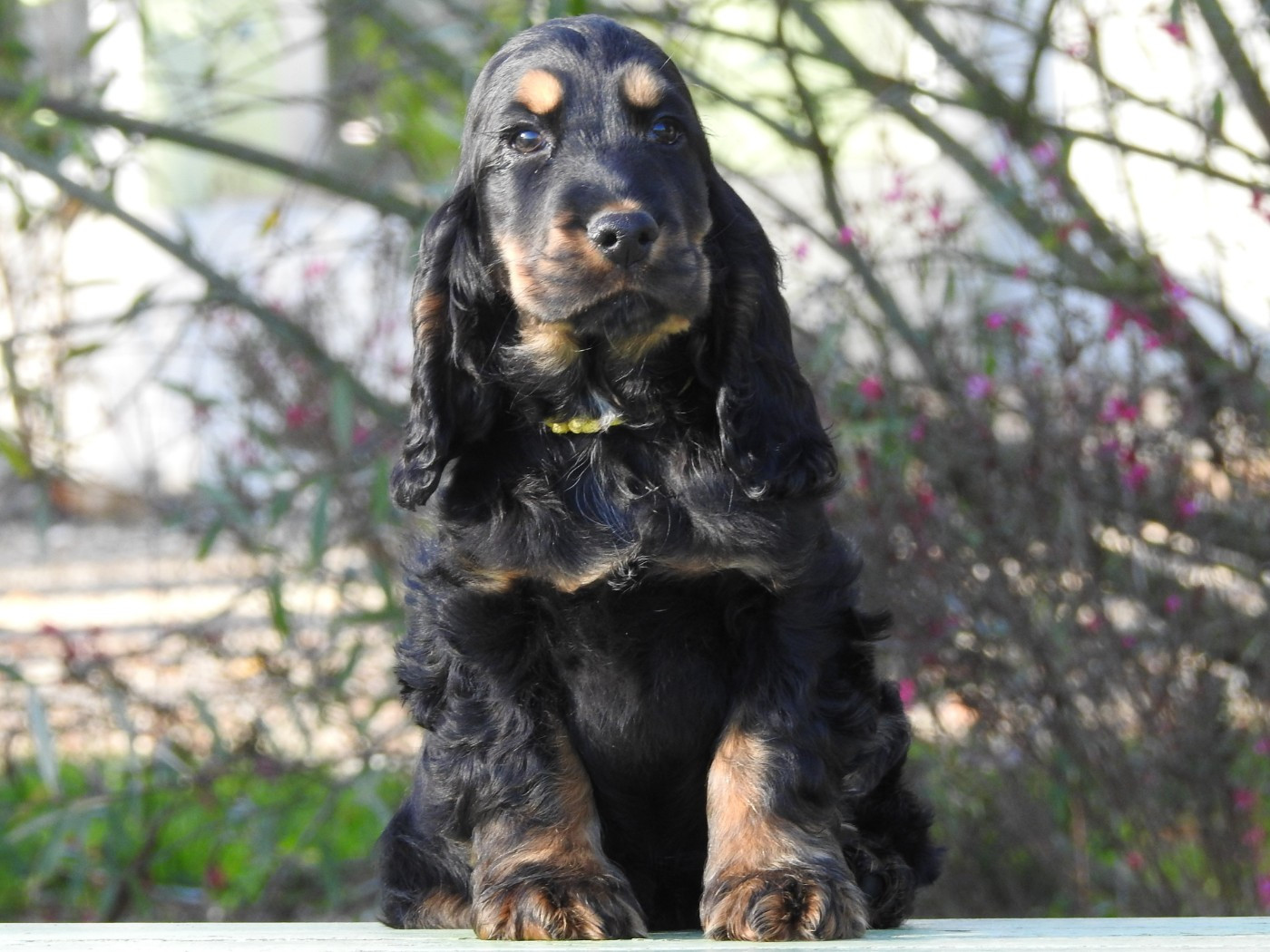 Du Clos De La Majesty - Chiots disponibles - Cocker Spaniel Anglais