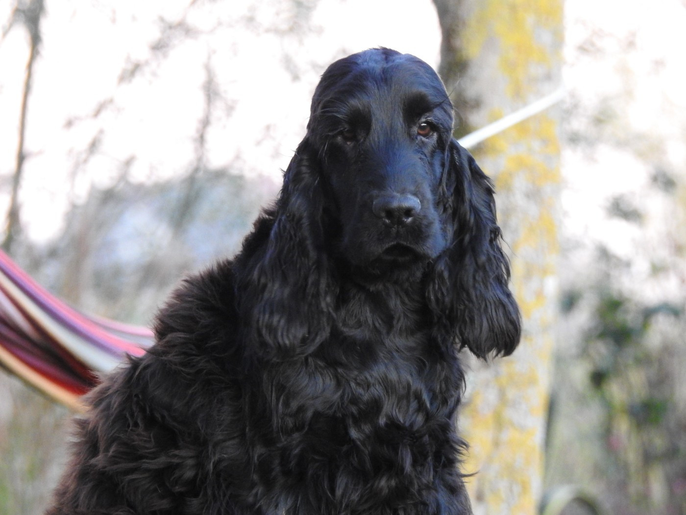 Du Clos De La Majesty - Chiots disponibles - Cocker Spaniel Anglais