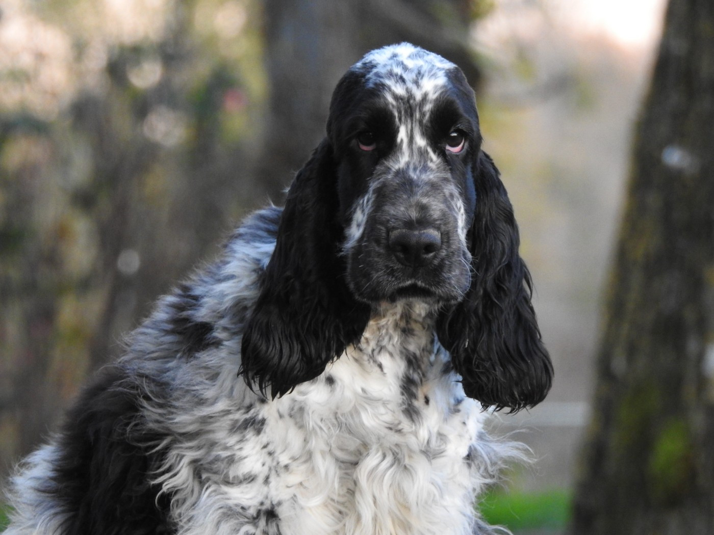 Du Clos De La Majesty - Chiots disponibles - Cocker Spaniel Anglais