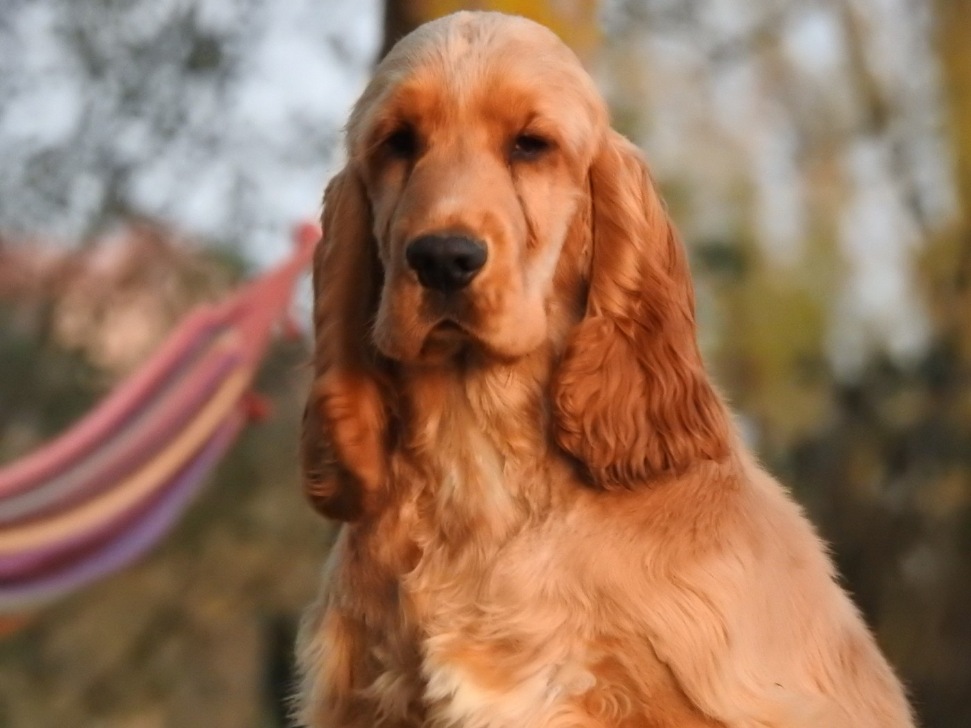 Du Clos De La Majesty - Chiots disponibles - Cocker Spaniel Anglais
