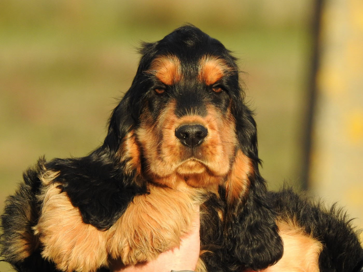Chiot Cocker Spaniel Anglais Du Clos De La Majesty