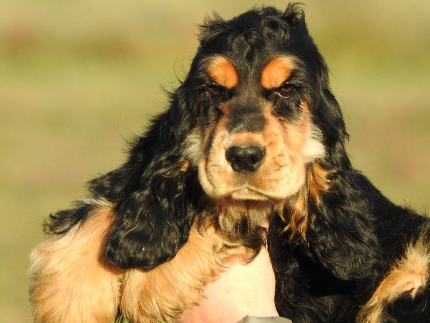 Du Clos De La Majesty - Chiots disponibles - Cocker Spaniel Anglais