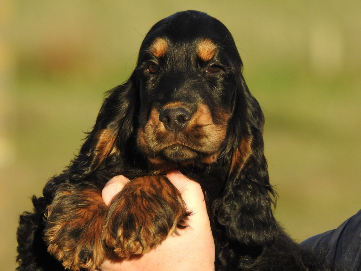 Chiot Cocker Spaniel Anglais Du Clos De La Majesty